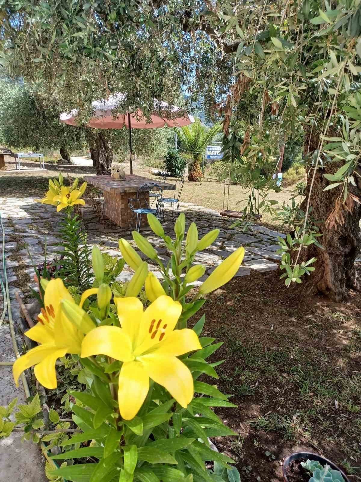 Garden path with lilies and the Studios Betty sign