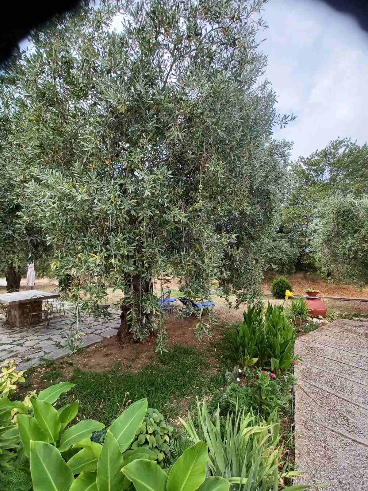 The old olive tree in the Studios Betty garden