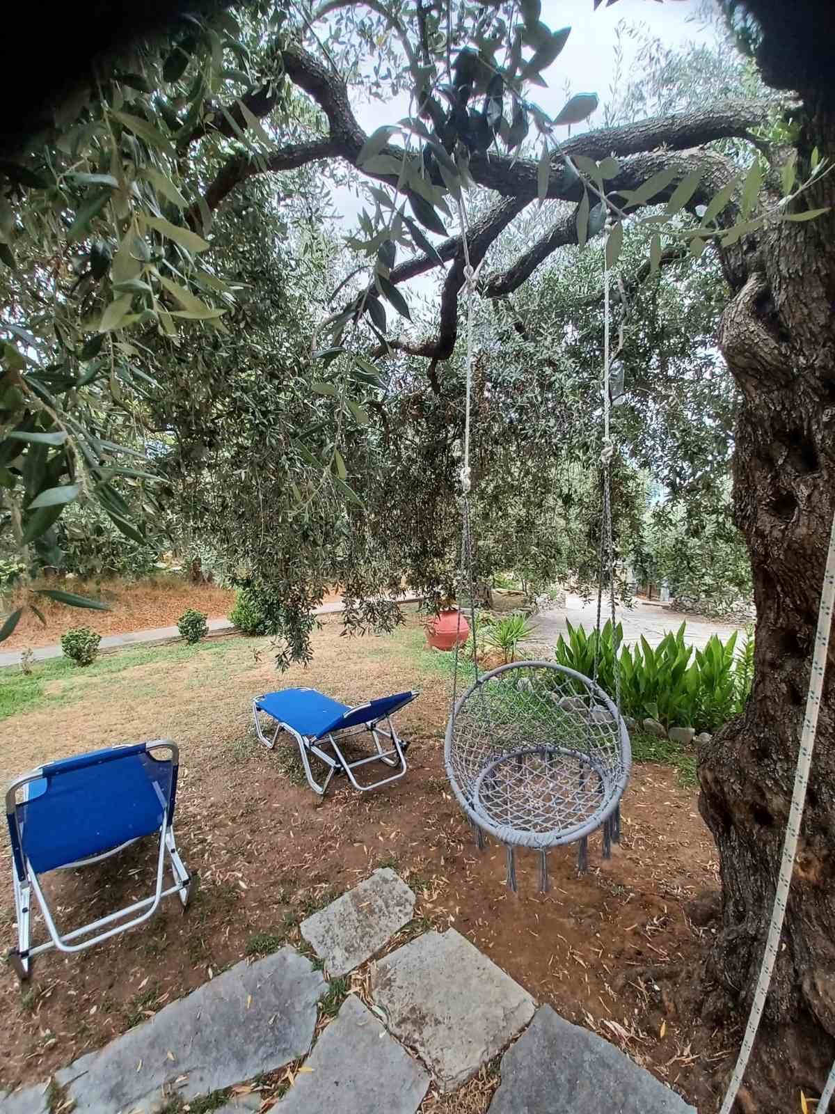Hammock swing and sun loungers under the olive trees