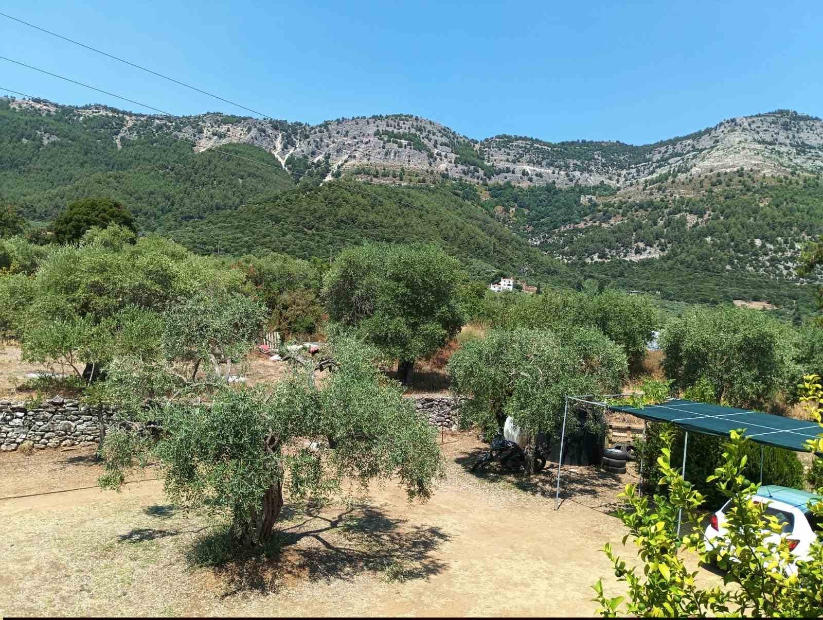 Olive groves and mountains inland from Kinira